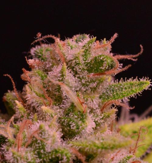 • Fruity Pebbles •. Week 14