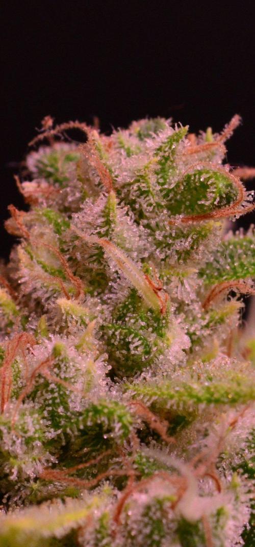 • Fruity Pebbles •. Week 14