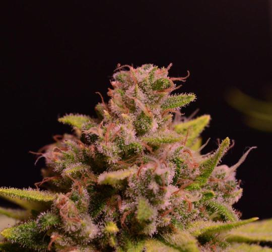 • Fruity Pebbles •. Week 14