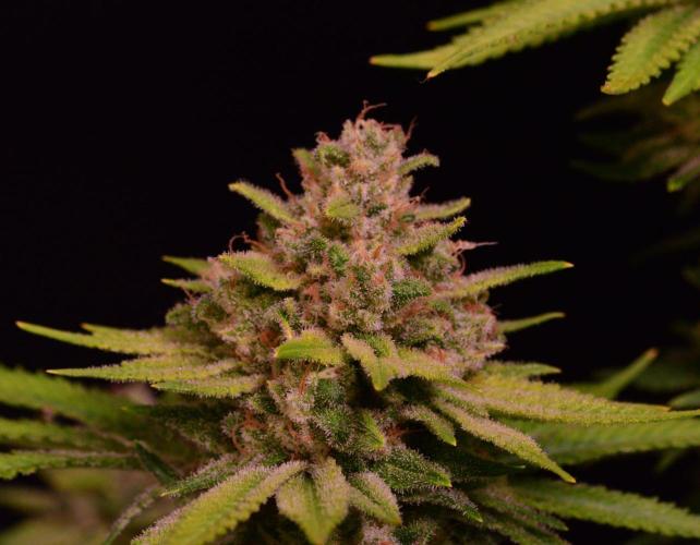 • Fruity Pebbles •. Week 14