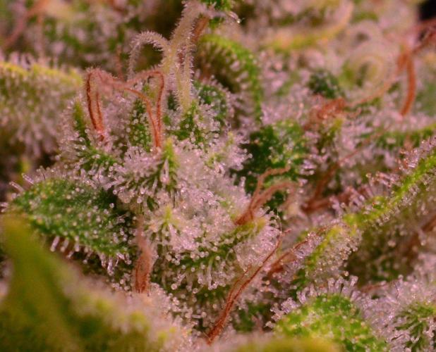 • Fruity Pebbles •. Week 14