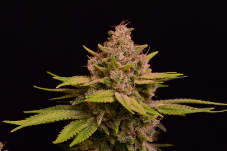 • Fruity Pebbles •. Week 14