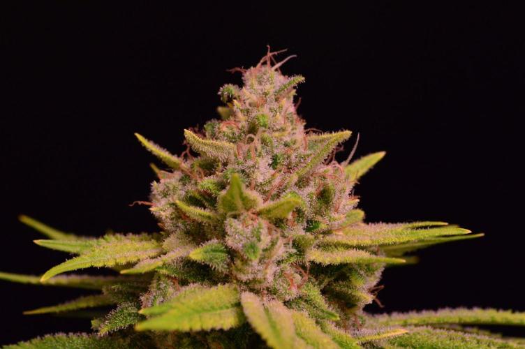 • Fruity Pebbles •. Week 14