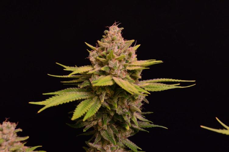 • Fruity Pebbles •. Week 14