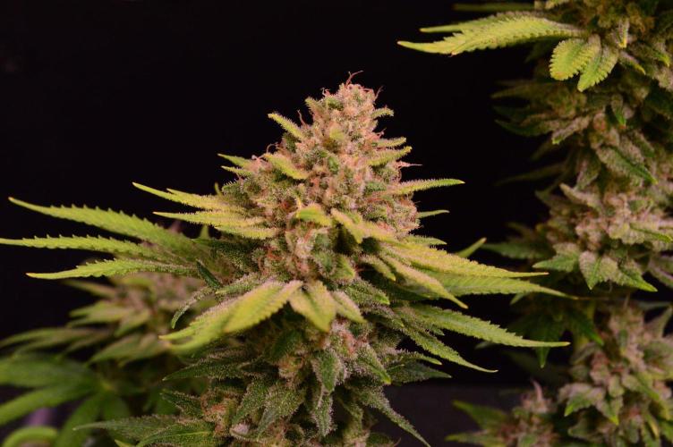• Fruity Pebbles •. Week 14