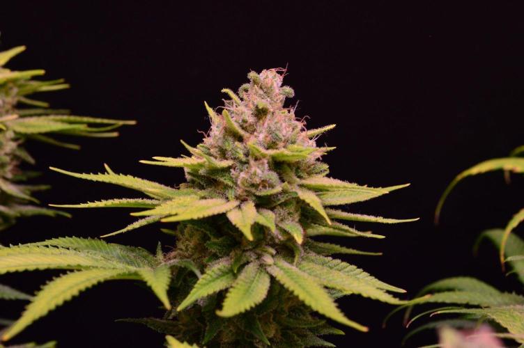 • Fruity Pebbles •. Week 14