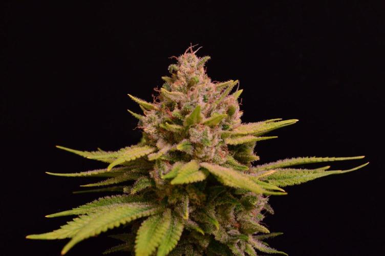 • Fruity Pebbles •. Week 14