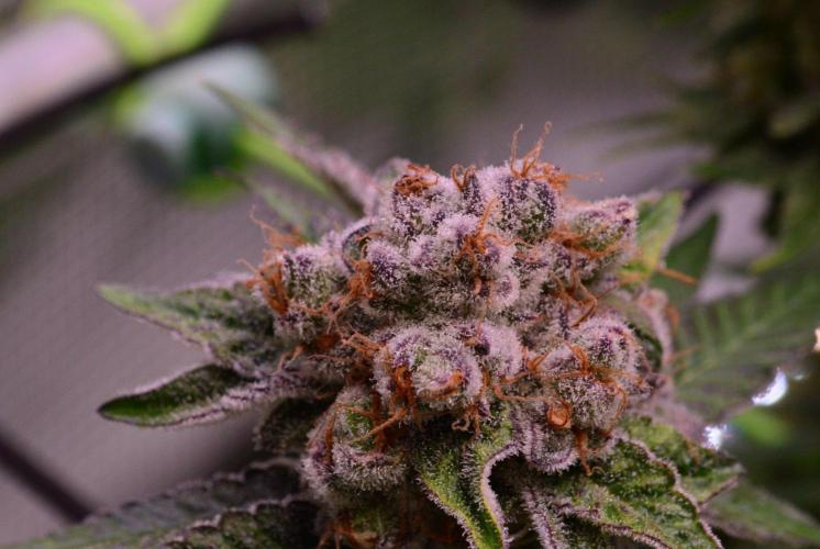 • Deepwater Cherry •. Week 14