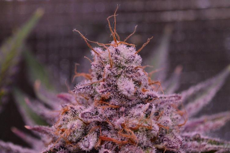 • Deepwater Cherry •. Week 14