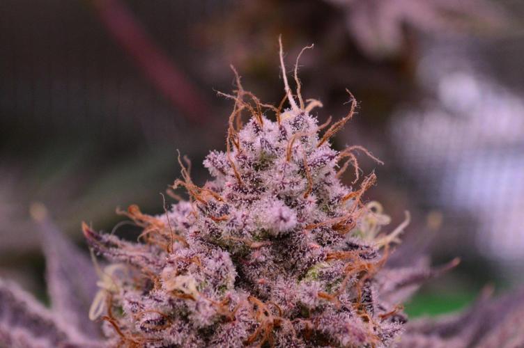 • Deepwater Cherry •. Week 14