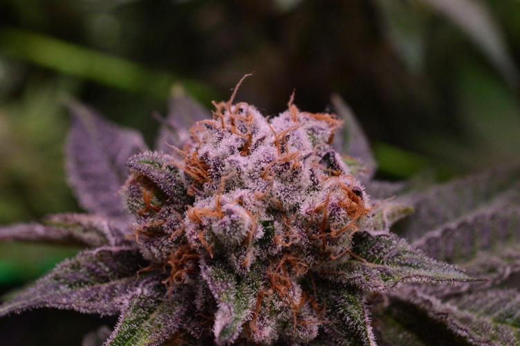 • Deepwater Cherry •. Week 14