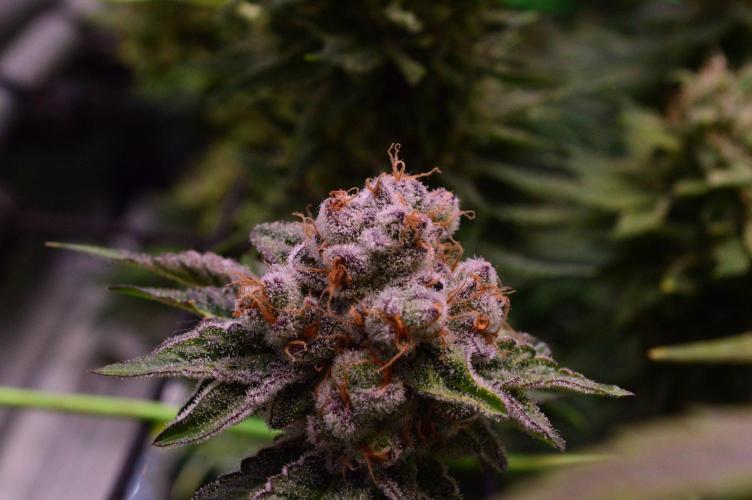 • Deepwater Cherry •. Week 14