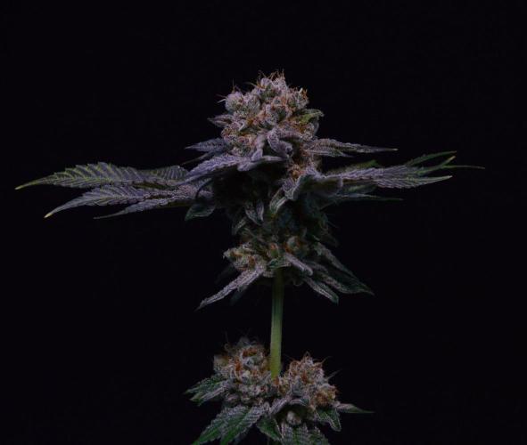 • Deepwater Cherry •. Week 14 - #2/last shots