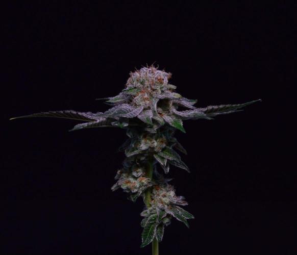 • Deepwater Cherry •. Week 14
