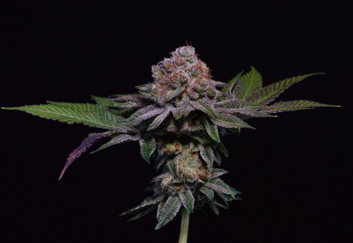 • Deepwater Cherry •. Week 14