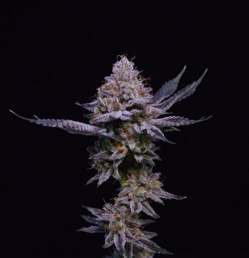• Deepwater Cherry •. Week 14 - #1/ last shots