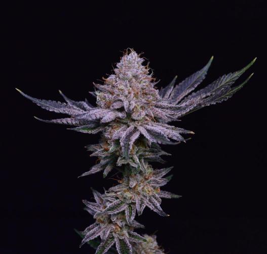 • Deepwater Cherry •. Week 14
