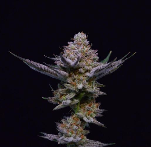 • Deepwater Cherry •. Week 14