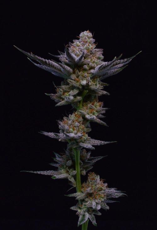 • Deepwater Cherry •. Week 14