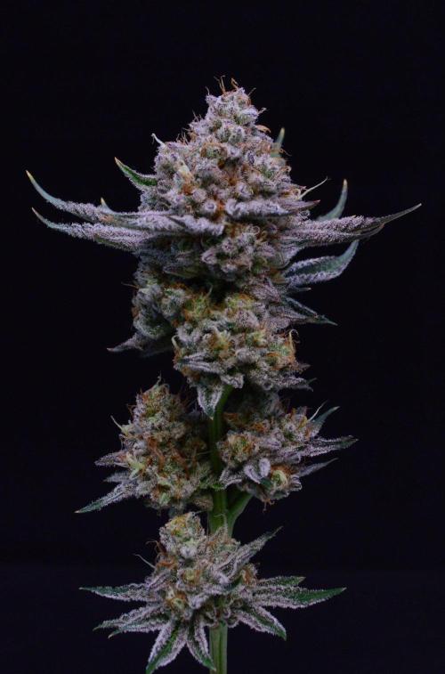 • Deepwater Cherry •. Week 14