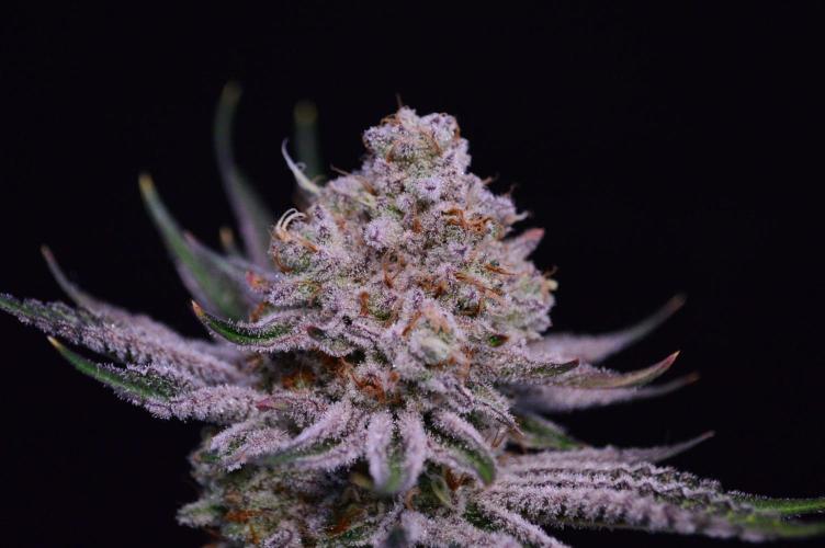• Deepwater Cherry •. Week 14