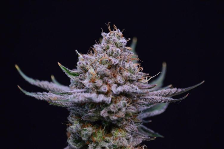 • Deepwater Cherry •. Week 14