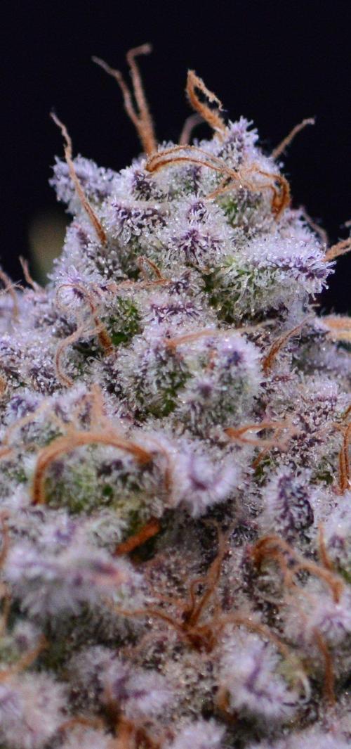 • Deepwater Cherry •. Week 14