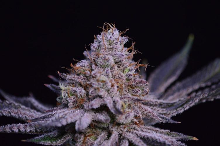 • Deepwater Cherry •. Week 14