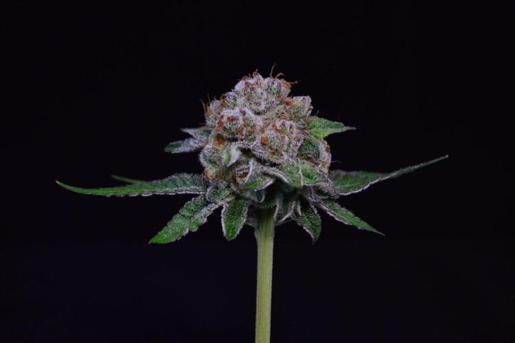 • Deepwater Cherry •. Week 14