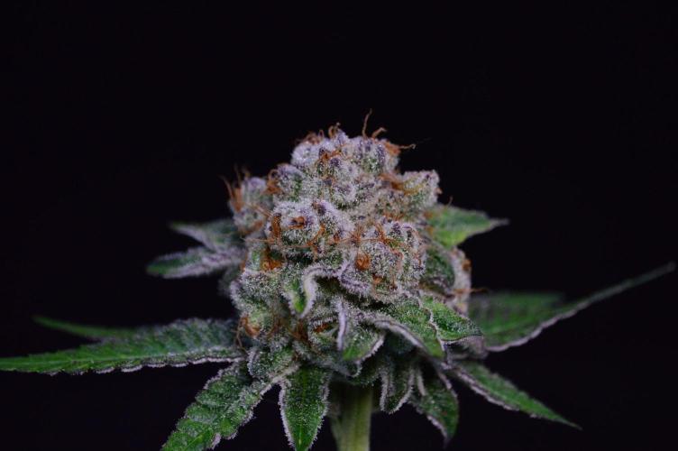 • Deepwater Cherry •. Week 14