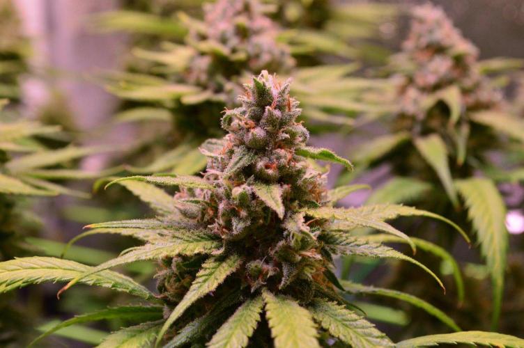 •Strawberry Guava BX•. Week 14