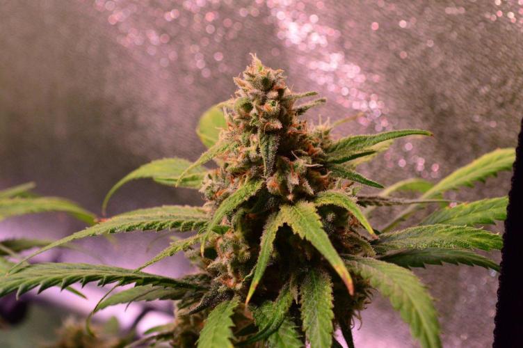 •Strawberry Guava BX•. Week 14