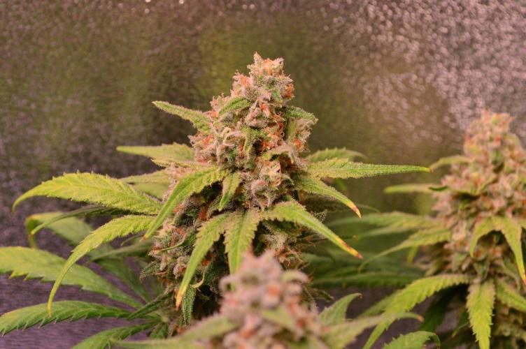 •Strawberry Guava BX•. Week 14