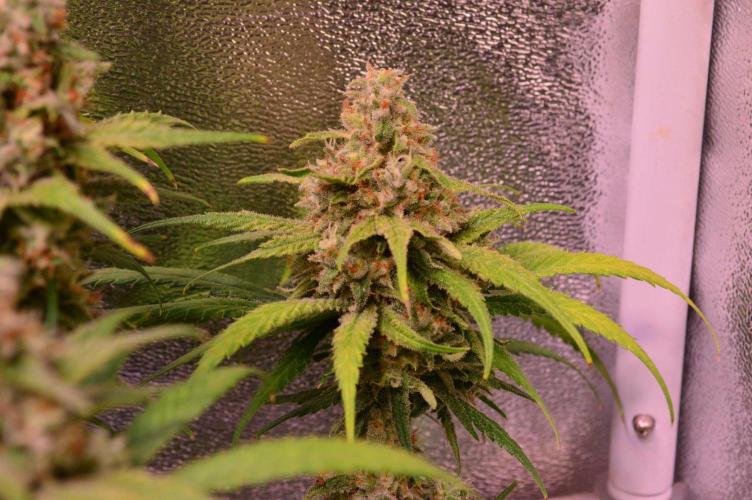 •Strawberry Guava BX•. Week 14