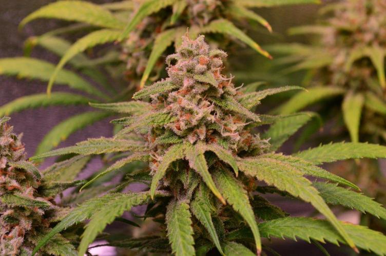 •Strawberry Guava BX•. Week 14
