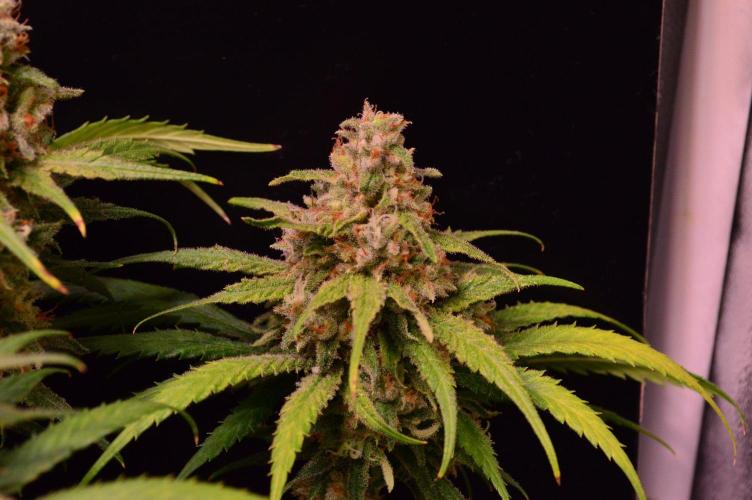•Strawberry Guava BX•. Week 14