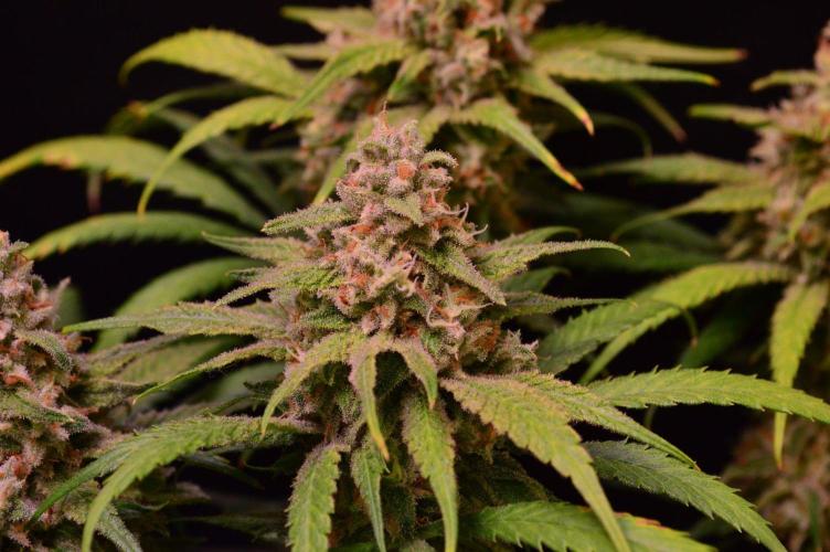 •Strawberry Guava BX•. Week 14