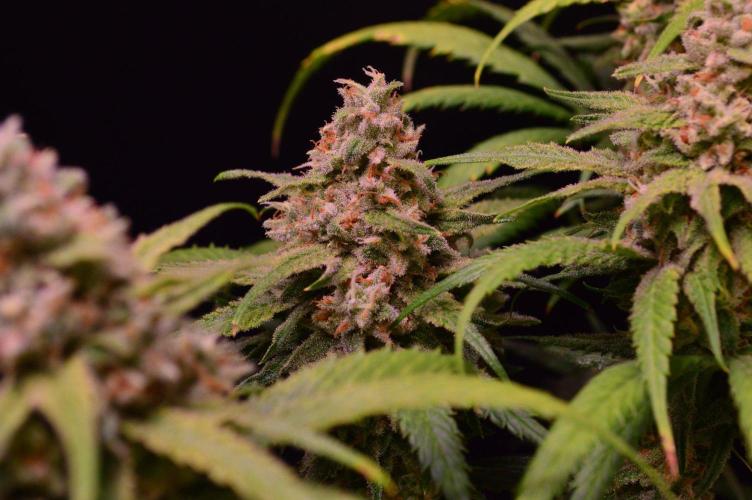 •Strawberry Guava BX•. Week 14