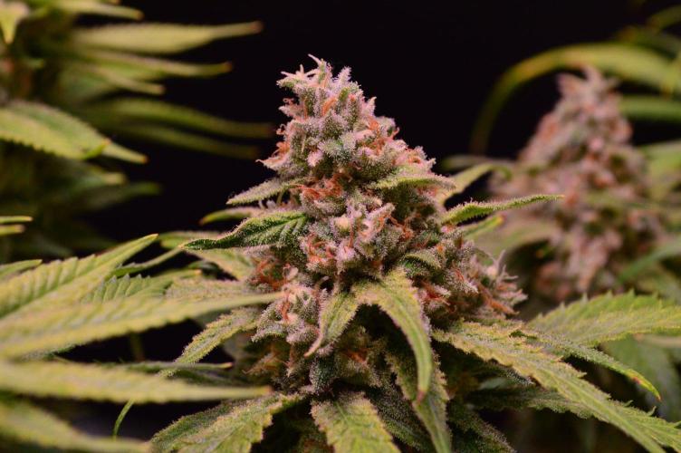 •Strawberry Guava BX•. Week 14