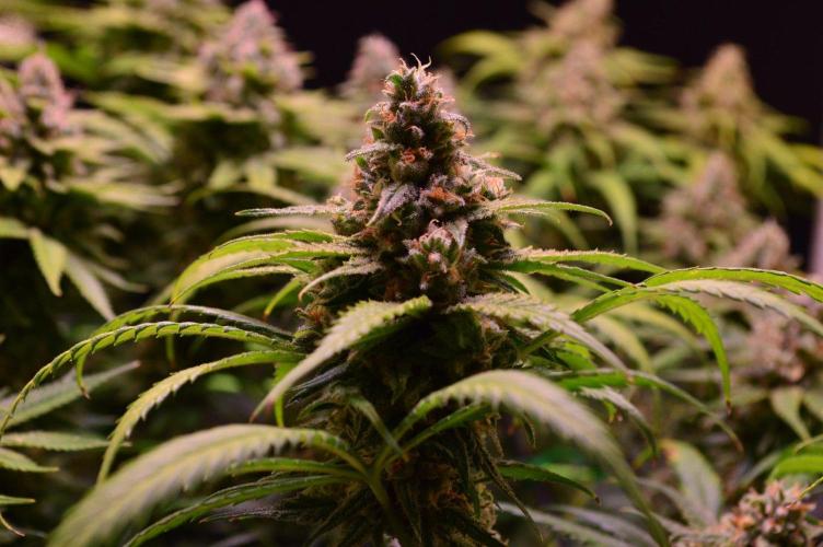 •Strawberry Guava BX•. Week 14