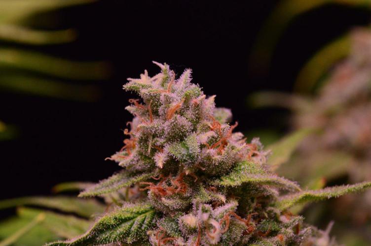 •Strawberry Guava BX•. Week 14