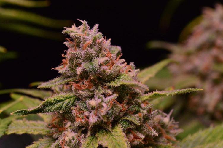 •Strawberry Guava BX•. Week 14