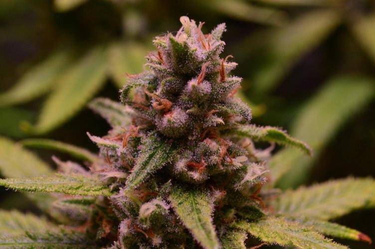 •Strawberry Guava BX•. Week 14