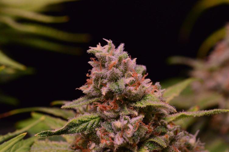 •Strawberry Guava BX•. Week 14