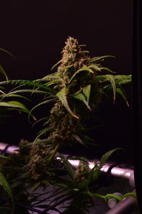 Strawberry Guava BX. Week 14