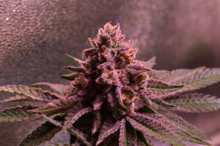 • Strawberry Lobster •. Week 14 - D97/55F
