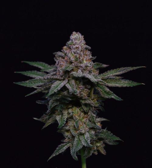 • Strawberry Lobster •. Week 14