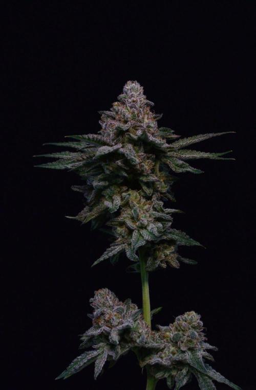 • Strawberry Lobster •. Week 14