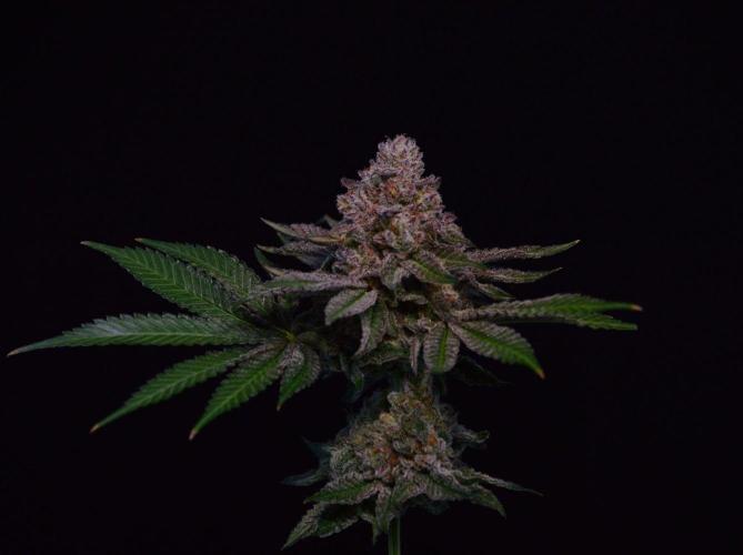 • Strawberry Lobster •. Week 14