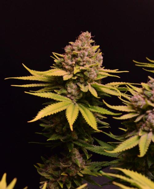 • Fruity Pebbles •. Week 15